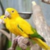 Golden Conure photo 3