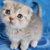Munchkin Cats for Sale at Healthymunchkinkittens photo 1