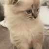 Munchkin Cats for Sale at Healthymunchkinkittens photo 2