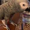Beautiful  African Grey Parrots with cage photo 4
