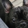 Friendly French Bulldog (Male) photo 1