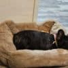 Friendly French Bulldog (Male) photo 2