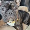 Friendly French Bulldog (Male) photo 3