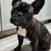 Friendly French Bulldog (Male) photo 4