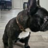 Friendly French Bulldog (Male) photo 5