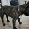Friendly French Bulldog (Male) photo 6