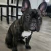 Friendly French Bulldog (Male) photo 7