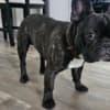 Friendly French Bulldog (Male) photo 8