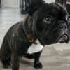 Friendly French Bulldog (Male) photo 9