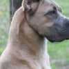 Cane Corso photo 1