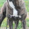 Cane Corso photo 2