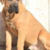 Cane Corso photo 3