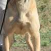Cane Corso photo 4