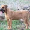 Cane Corso photo 5
