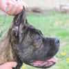 Cane Corso photo 6