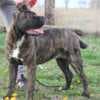 Cane Corso photo 7