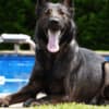 Available Protection Dog for Sale photo 1