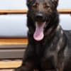 Available Protection Dog for Sale photo 2