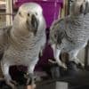African Gray Timneh Parrots for sale photo 1