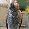 African Gray Timneh Parrots for sale photo 3