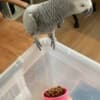 Female African grey parrots ready photo 1