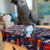 Female African grey parrots ready photo 2