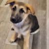 German shepherds photo 1