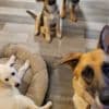 German shepherds photo 3
