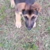 German shepherds photo 6