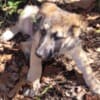 German shepherds photo 9