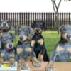 AKC Doberman Puppies photo 1