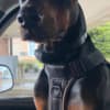 AKC Doberman Puppies photo 2