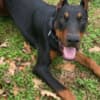 AKC Doberman Puppies photo 3