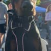 AKC Doberman Puppies photo 4
