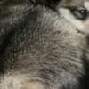 Wolf Hybrid Pups photo 1