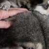Wolf Hybrid Pups photo 2