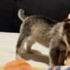 Wolf Hybrid Pups photo 3