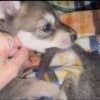 Wolf Hybrid Pups photo 5