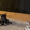 Wolf Hybrid Pups photo 6