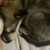 Wolf Hybrid Pups photo 7