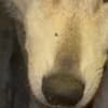 Wolf Hybrid Pups photo 8