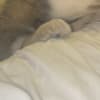 Wolf Hybrid Pups photo 9
