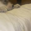 Wolf Hybrid Pups photo 10