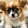 Chihuahua - Shake A Paw photo 1