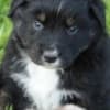 AKC & ASCA Australian Shepherd puppies! parents health tested photo 1