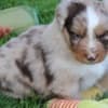 AKC & ASCA Australian Shepherd puppies! parents health tested photo 2