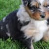 AKC & ASCA Australian Shepherd puppies! parents health tested photo 3
