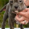American Bully Puppies for Sale at Americanbullyfarm photo 1