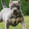 American Bully Puppies for Sale at Americanbullyfarm photo 2