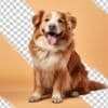 Buy Personal Protection Dogs in USA | Pinnacle Protection Dogs photo 1
